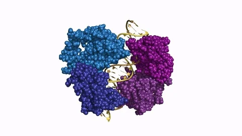 HNF1A transcription factor, rotating model Stock Footage 83653255