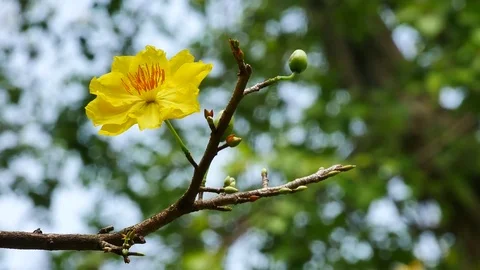 Hoa Mai flower Stock Footage 71120610