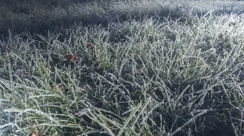 Hoar forst melting, close up, timelapse Stock Footage 56038880