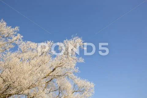 Hoar frost background Stock Photos