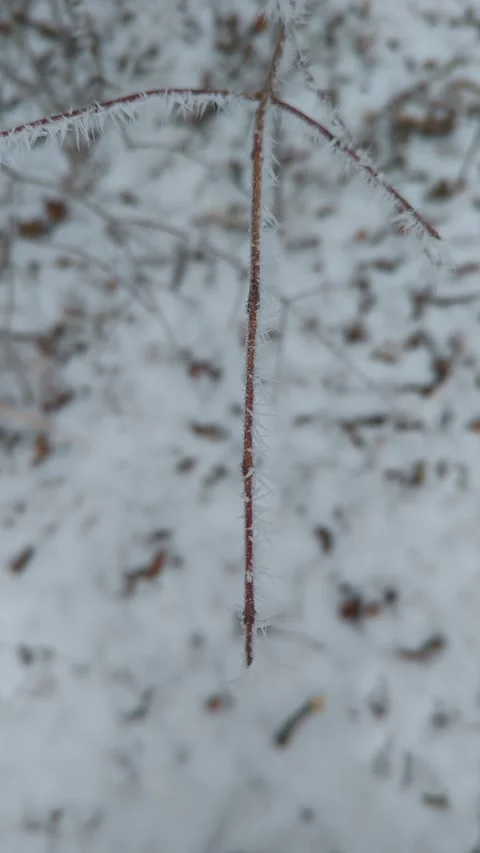 Hoar frost crystals on a thin tree branch Stock Footage 294260413