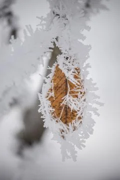 Hoar frost on a leaf. Stock Photos