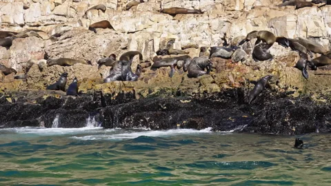 Hoards of seals are on a cliff next to the ocean Stock Footage 266065726