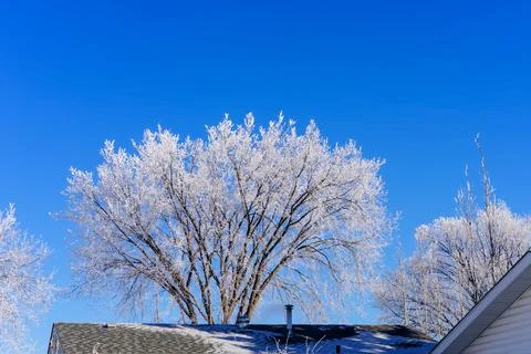 Hoarfros tree branches Stock Photos