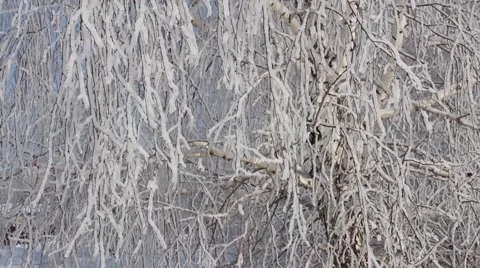 Hoarfrost on a branch Video stock 63229738