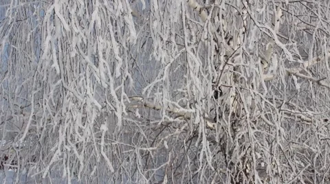 Hoarfrost on a branch Stock Footage 63229748