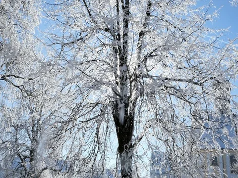 Hoarfrost on Branches Stock Footage 72928764