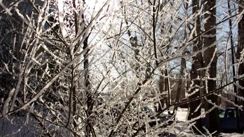 Hoarfrost on branches Stock Footage 73449399