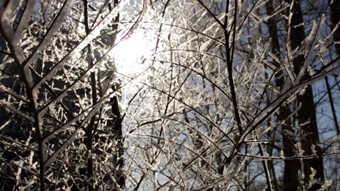 Hoarfrost on branches 库存影片 73449515