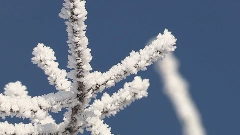 Hoarfrost on branches Stock Footage 85504751