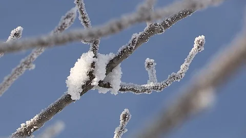 Hoarfrost on branches Stock Footage 85597463