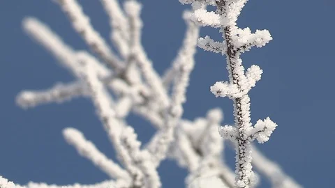 Hoarfrost on branches Stock Footage 85597572