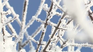 Hoarfrost on branches Stock Footage 85597764