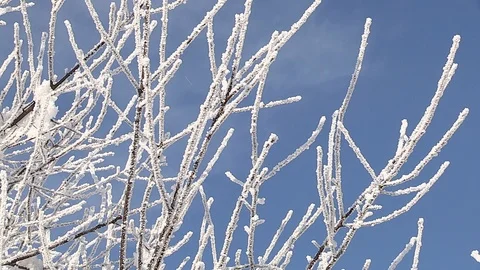 Hoarfrost on branches Stock Footage 85597825