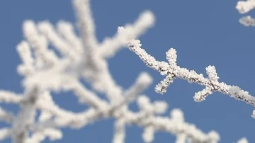 Hoarfrost on branches Stock Footage 85597869