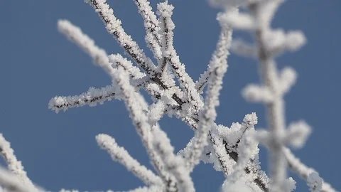 Hoarfrost on branches Stock Footage 85597898
