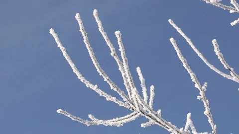 Hoarfrost on branches Stock Footage 85609405