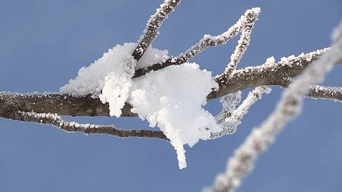 Hoarfrost on branches Stock Footage 85609408