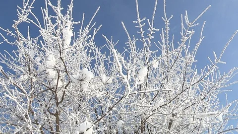 Hoarfrost on branches Stock Footage 85609409