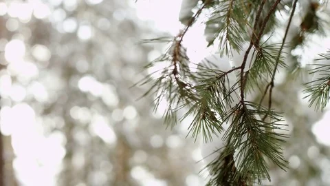 Hoarfrost on branches in the forest Stock Footage 70833134