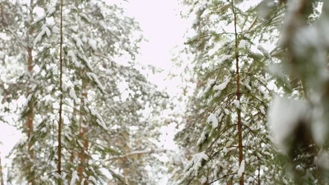 Hoarfrost on branches in the forest at winter Stock Footage 70833093
