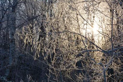 Hoarfrost on branches Stock Photos
