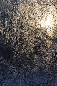 Hoarfrost on branches Stock Photos