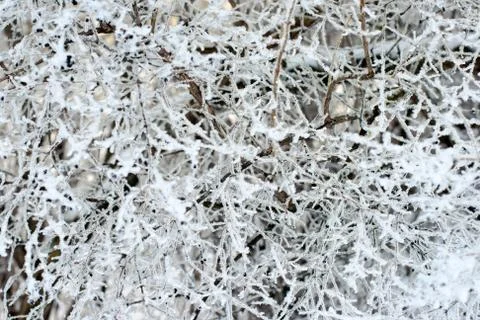 Hoarfrost on branches Stock Photos