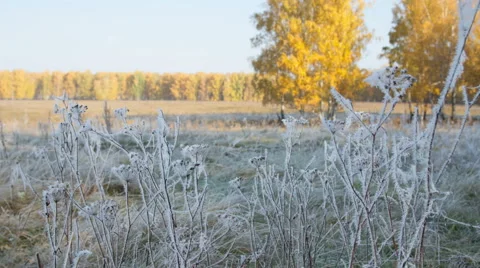 Hoarfrost branches thaws TimeLapse 動画素材 45794478