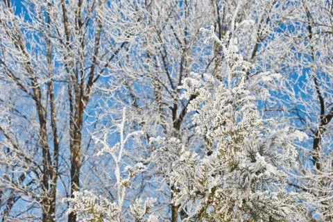 Hoarfrost on branches of a tree Foto stock