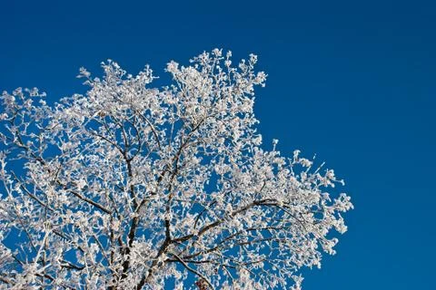 Hoarfrost on branches of a tree Stock Photos