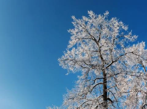 Hoarfrost on branches of a tree Stock Photos