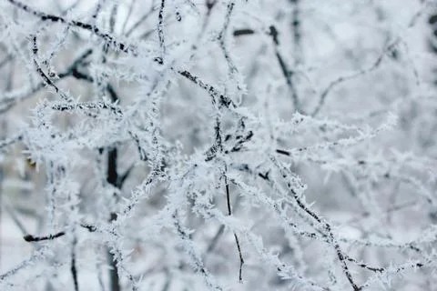 Hoarfrost on the branches of trees Foto stock