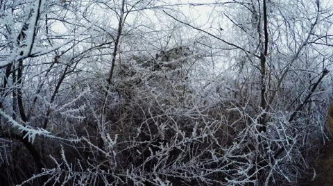Hoarfrost on bushes 動画素材 51036411