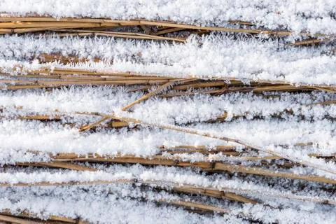 Hoarfrost on Cane Stock Photos