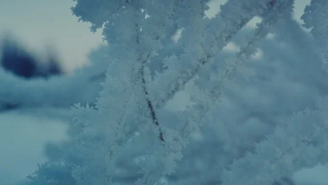 Hoarfrost close up on branches Stock Footage 127469220