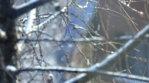 Hoarfrost crumbles from branches of a winter tree Stock Footage 61405052