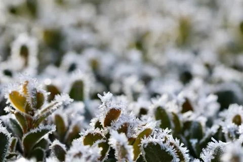 Hoarfrost crystals creating delicate patterns on green garden plants during.. Stock Photos