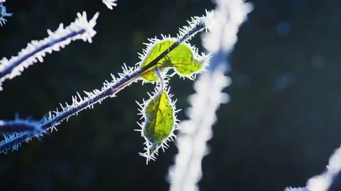 Hoarfrost crystals radiate from shrubs and branches in a British garden Stock Footage 240094953