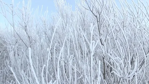 Hoarfrost decorated tangle of branches. Tracking wide closeup shot 库存影片 74990155