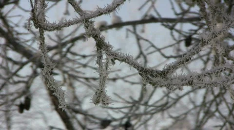 Hoarfrost Stock-Footage 625014