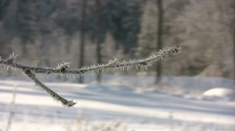 Hoarfrost Video stock 625037