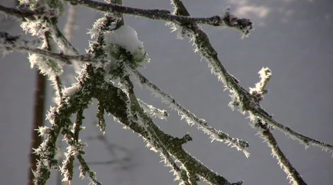 Hoarfrost Stock-Footage 625084