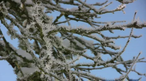 Hoarfrost Stock-Footage 625151
