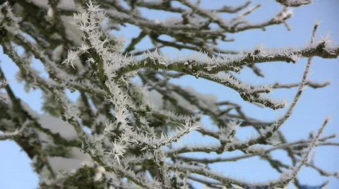 Hoarfrost Stock-Footage 625191