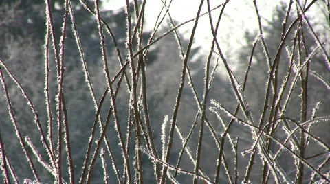 Hoarfrost  Stock Footage 625314
