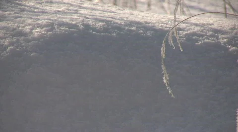 Hoarfrost  Video stock 625344