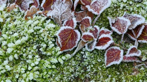 Hoarfrost Stock Footage 122332272