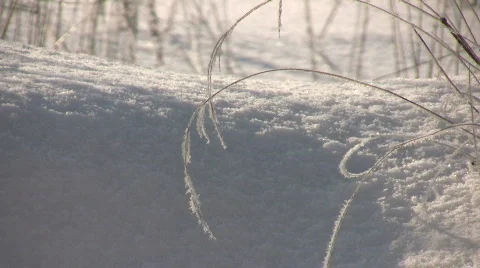 Hoarfrost on grass Video stock 625323