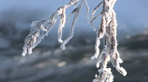 HOARFROST ON THE GRASS. Vídeos de archivo 696157